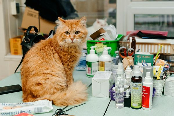 Assurances santé pour chats pure race : Est-ce différent ?