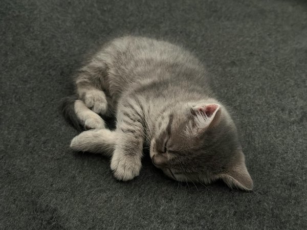 Quelle est l'importance des chiens dans la détection de maladies ?