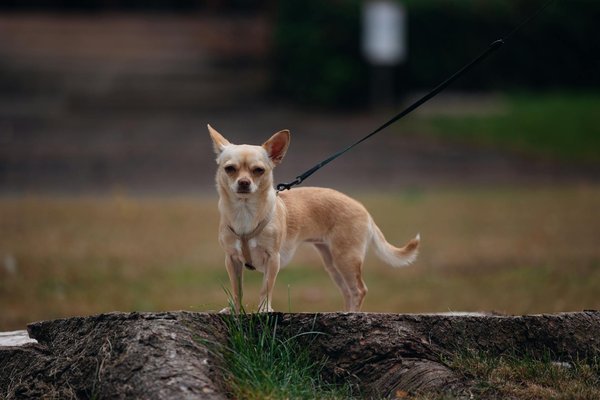 Confort animalier innovant : top produits à découvrir