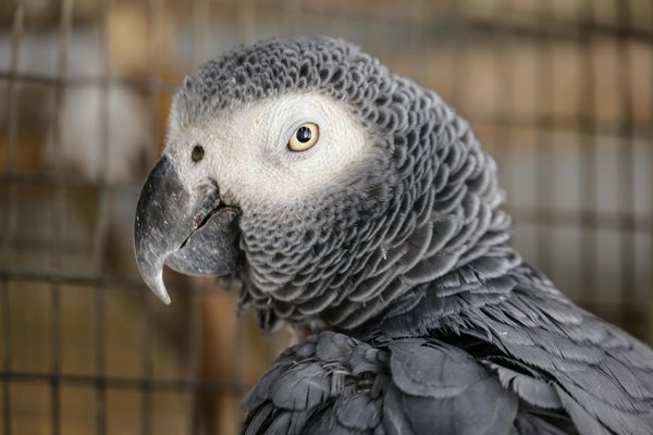 Où acheter des friandises pour chiens de qualité