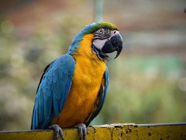 Choisir les croquettes hill's : santé et plaisir pour votre chien